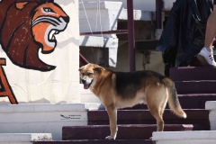 aguilas-blancas-leones-anahuac-2024-onefa-6