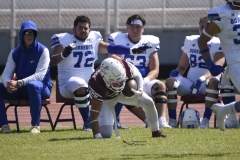 burros-blancos-borregos-gdl-onefa-2024-10