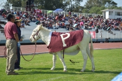 burros-blancos-borregos-puebla-2023-onefa-1