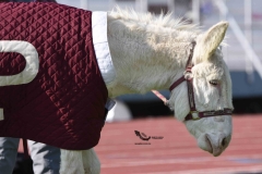 burros-blancos-borregos-puebla-2023-onefa-41