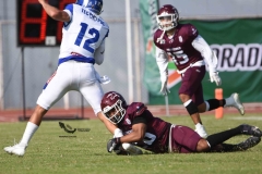 burros-blancos-borregos-puebla-2023-onefa-60