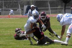 burros-blancos-borregos-cem-onefa-2022-43