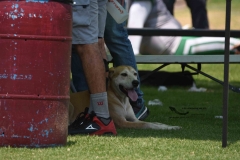 aguilas-blancas-cheyennes-intermedia-2024-onefa-122