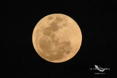 pumas-acatlan-buhos-intermedia-2025-85