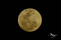 pumas-acatlan-buhos-intermedia-2025-86